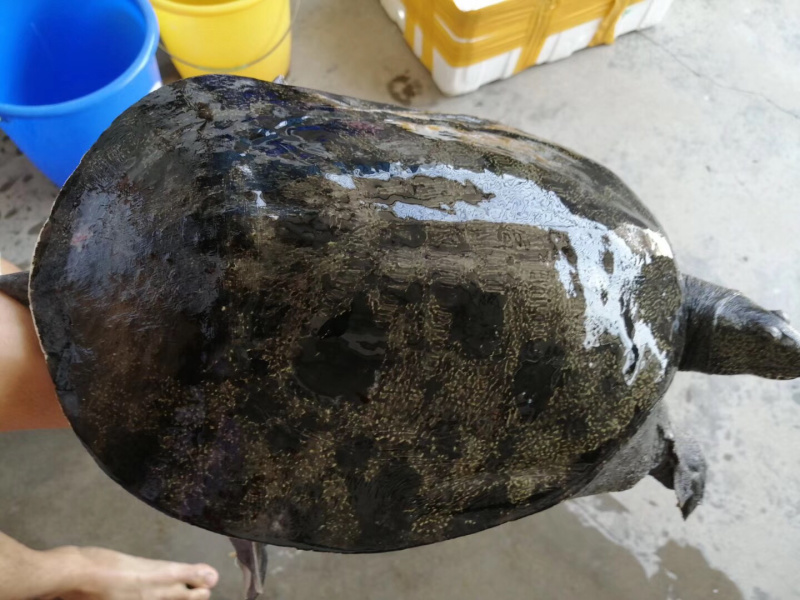 广东外塘生态甲鱼基地中华黄沙鳖0.5-5斤以上都有现货