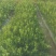 湖南怀化黄金贡柚苗产地直发货源充足欢迎采购