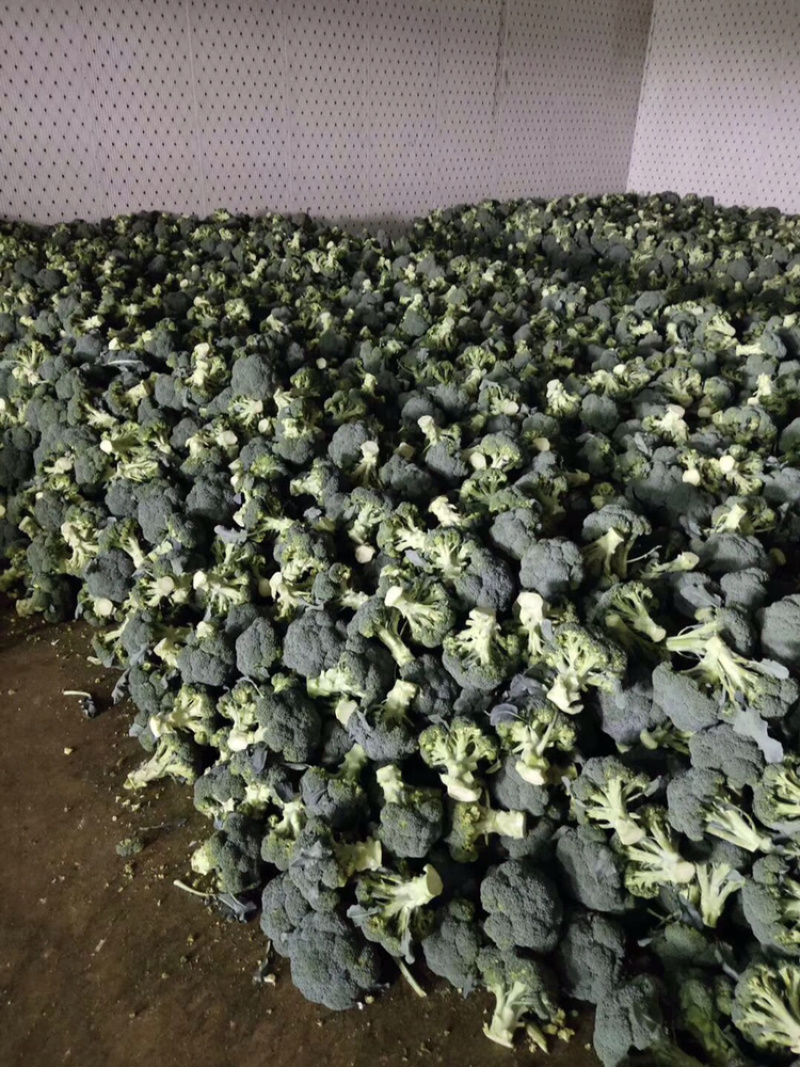 陕西三原精品西兰花基地直供，质量保证，量大质优！