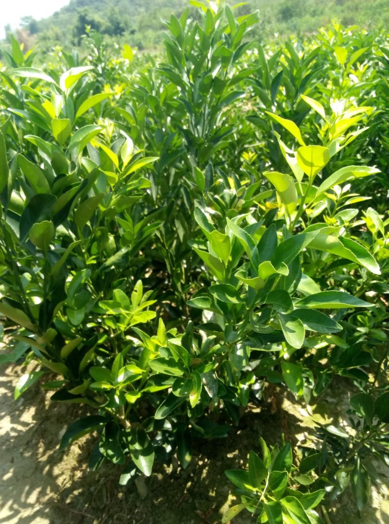 赣南齐橙苗，妞荷尔脐橙苗。自种自销保证质量