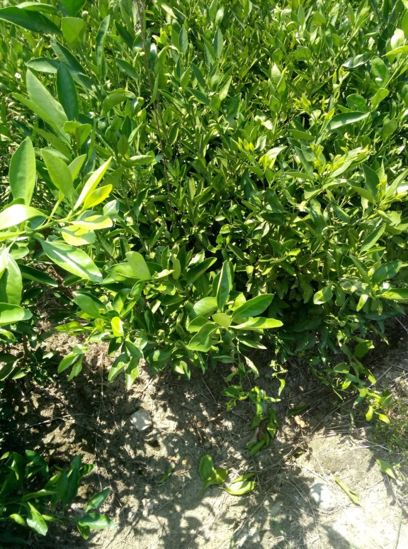 赣南齐橙苗，妞荷尔脐橙苗。自种自销保证质量