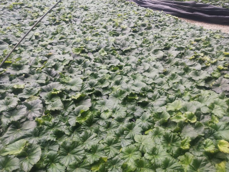 丽格海棠穴盘苗