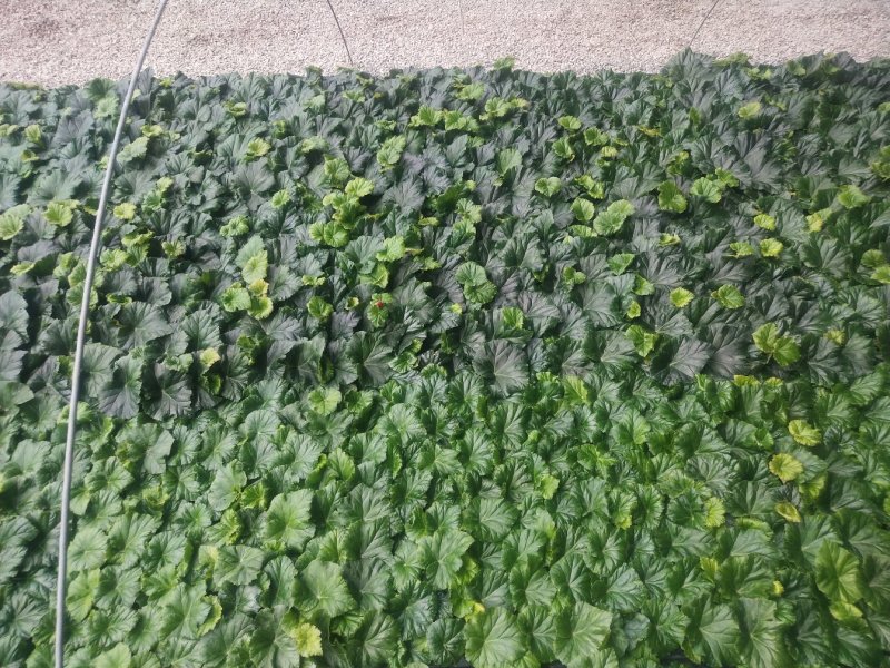 丽格海棠穴盘苗