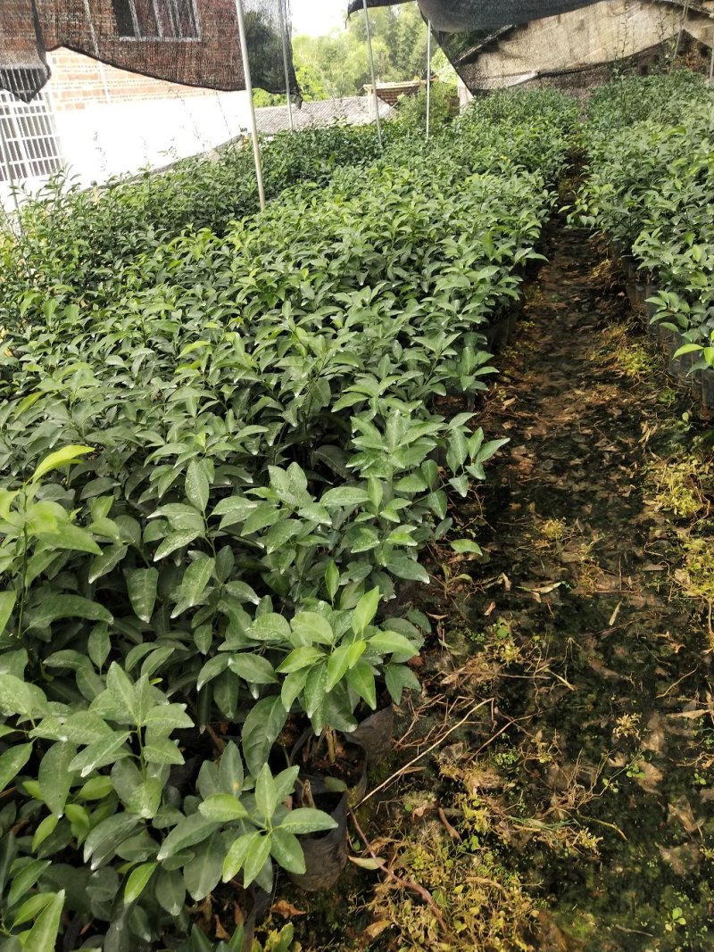 金葵早熟砂糖橘苗（杯苗）假一罚十提供技术