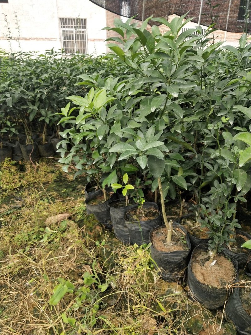 金葵早熟砂糖橘苗（杯苗）假一罚十提供技术