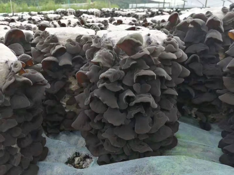 （包邮）东北黑木耳，特级，无味，敢比质量，可送广告布。