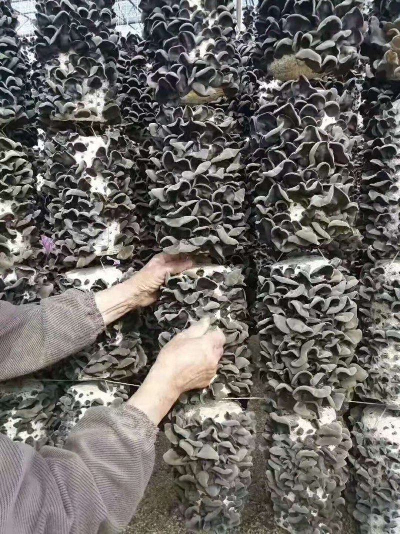 （包邮）东北黑木耳，特级，无味，敢比质量，可送广告布。