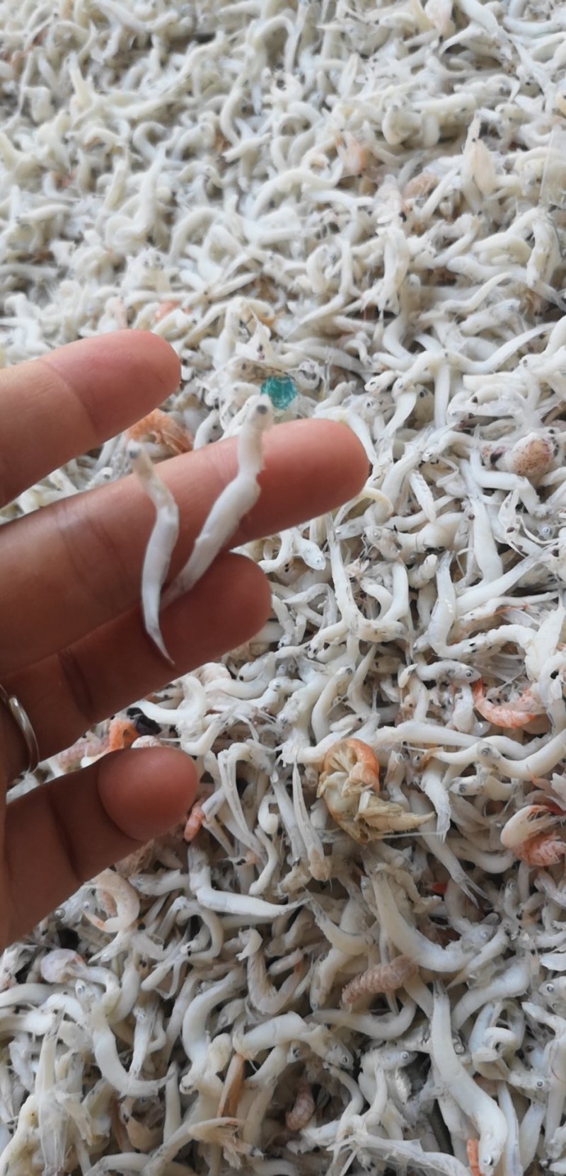 丁香鱼无骨无刺淡干鲜甜的宝宝辅食不包邮