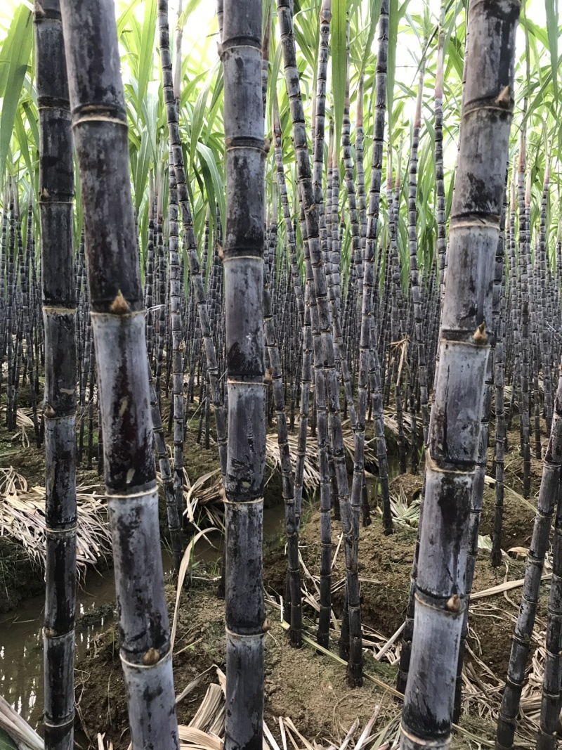 黑皮甘蔗产地现发可视频看货有便宜回程车