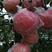 陕西礼泉县红富士苹果，膜代，纸加膜红富士苹产地直供