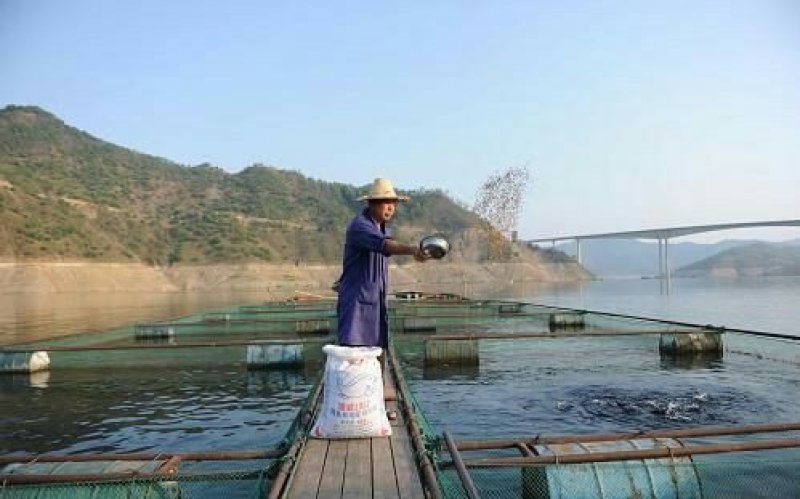 出售网箱草鱼，水库散养草鱼