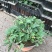 山东青州含羞草盆栽花卉室内植物