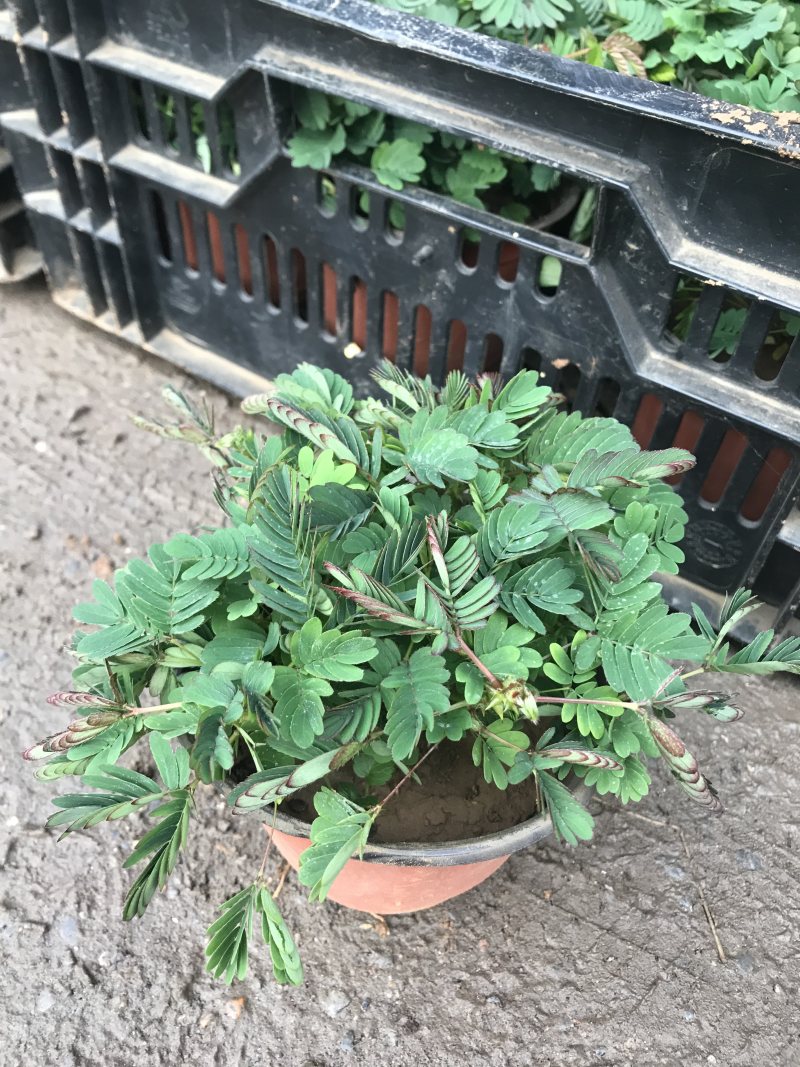 山东青州含羞草盆栽花卉室内植物