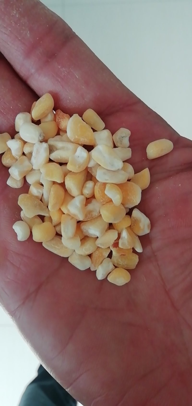 出售新白糯干粒，万糯2000，鲁星糯一号
