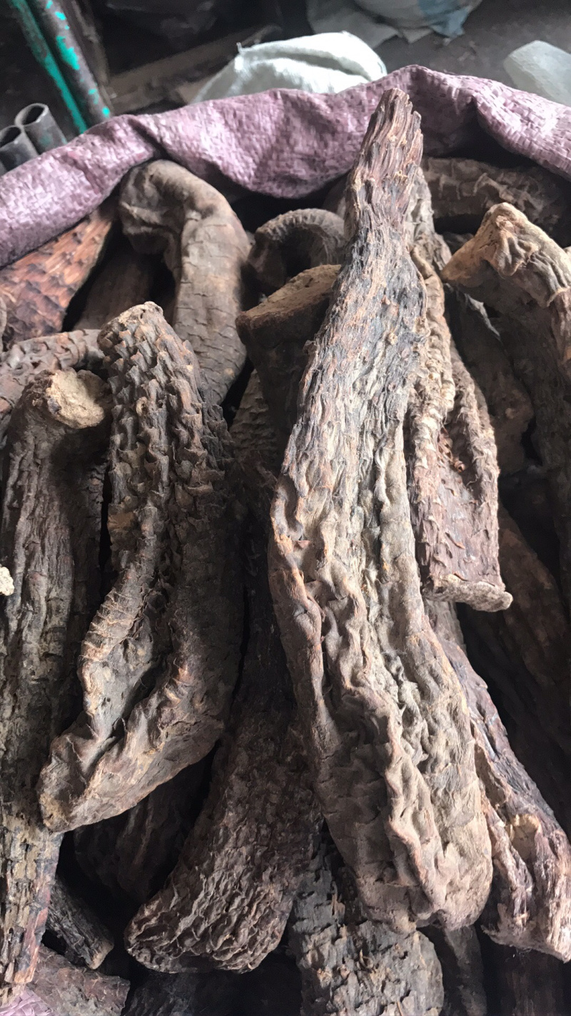 【强推】管花肉苁蓉批发，可视频看货，量大从优，上市中