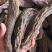 【强推】管花肉苁蓉批发，可视频看货，量大从优，上市中