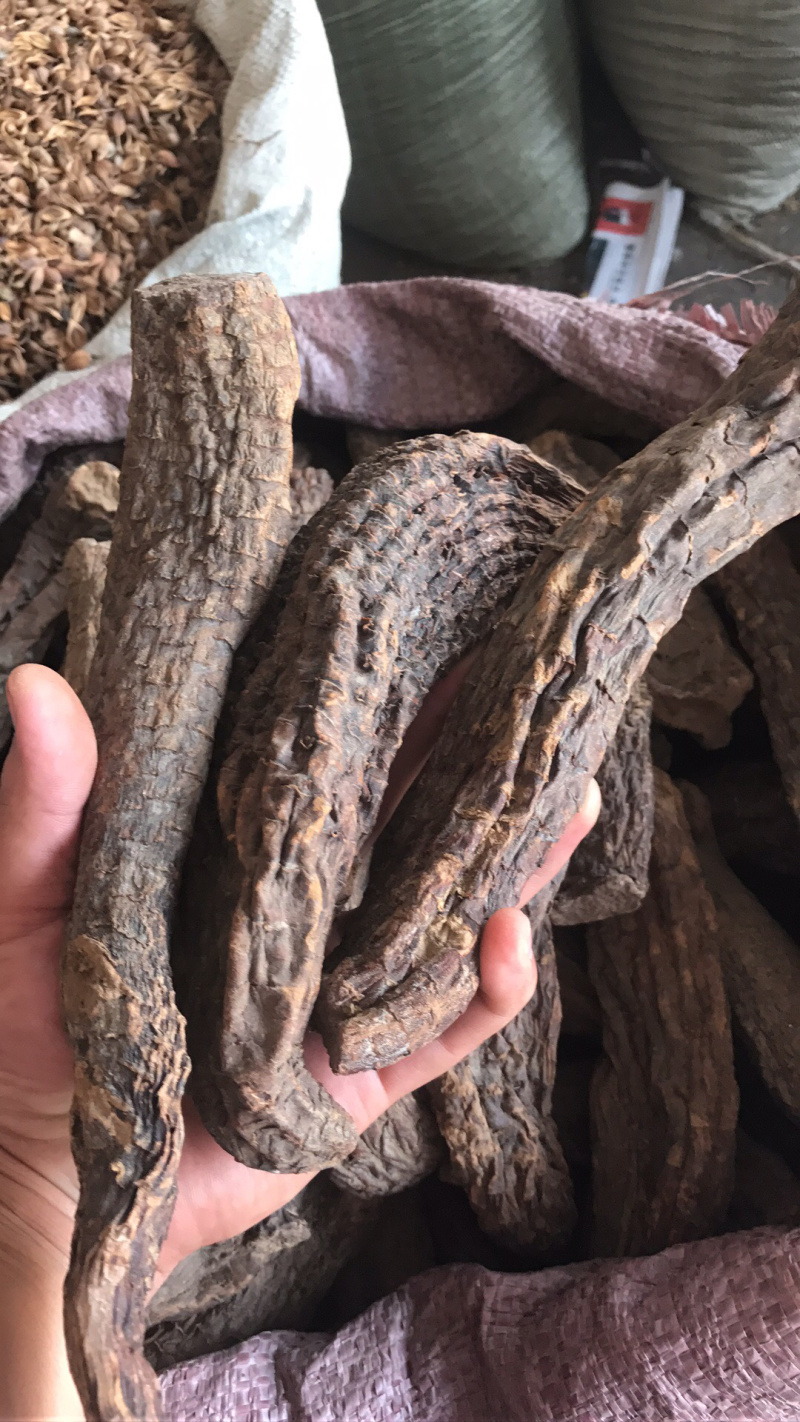 【强推】管花肉苁蓉批发，可视频看货，量大从优，上市中