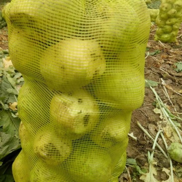 河北唐山芥菜，加工厂市场专业供应价格便宜，