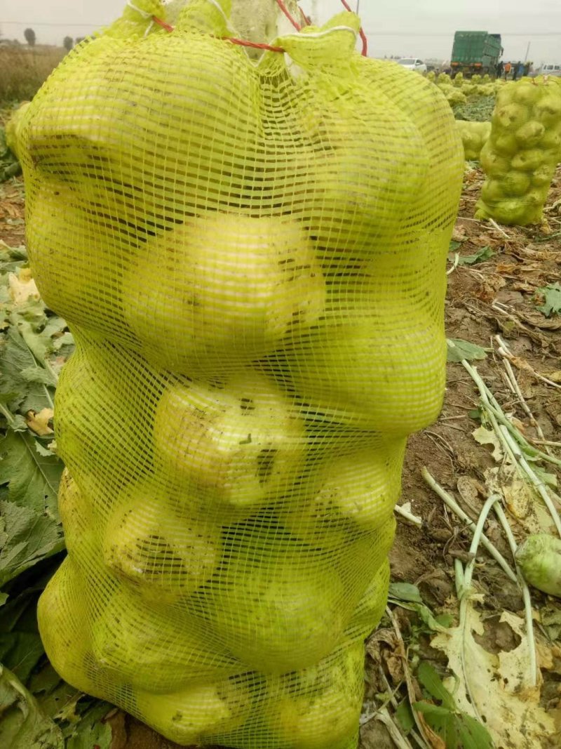 河北唐山芥菜，加工厂市场专业供应价格便宜，