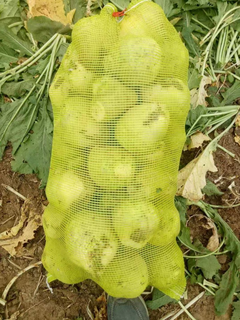 河北唐山芥菜，加工厂市场专业供应价格便宜，