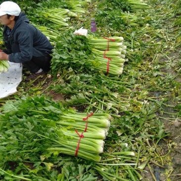 美国西芹