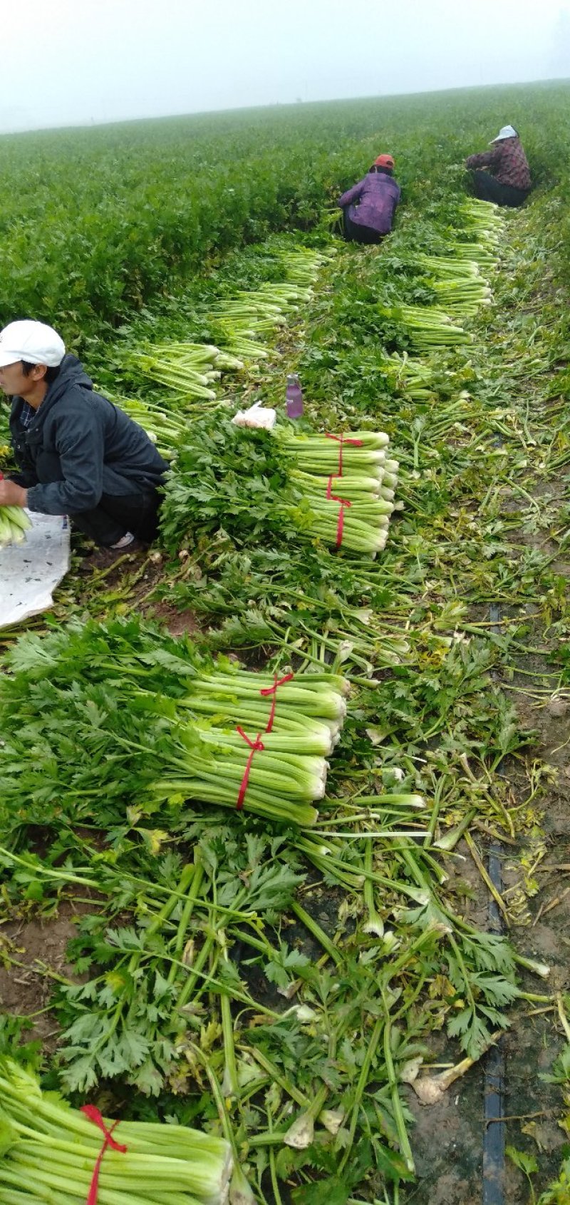 美国西芹