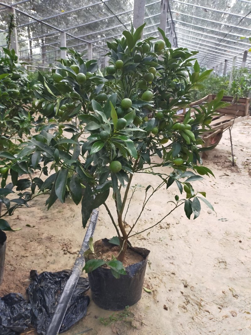 金桔苗盆栽（甜蜜金桔，羊奶金桔）脆皮金桔品质保证成活率高