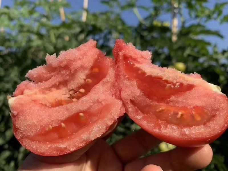 【品质果】米易露天番茄沙瓢番茄原生态包邮一件代发