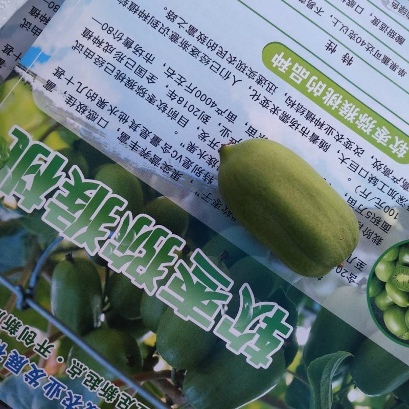 软枣苗三年四年苗明年可挂果