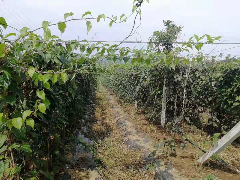 软枣苗三年四年苗明年可挂果