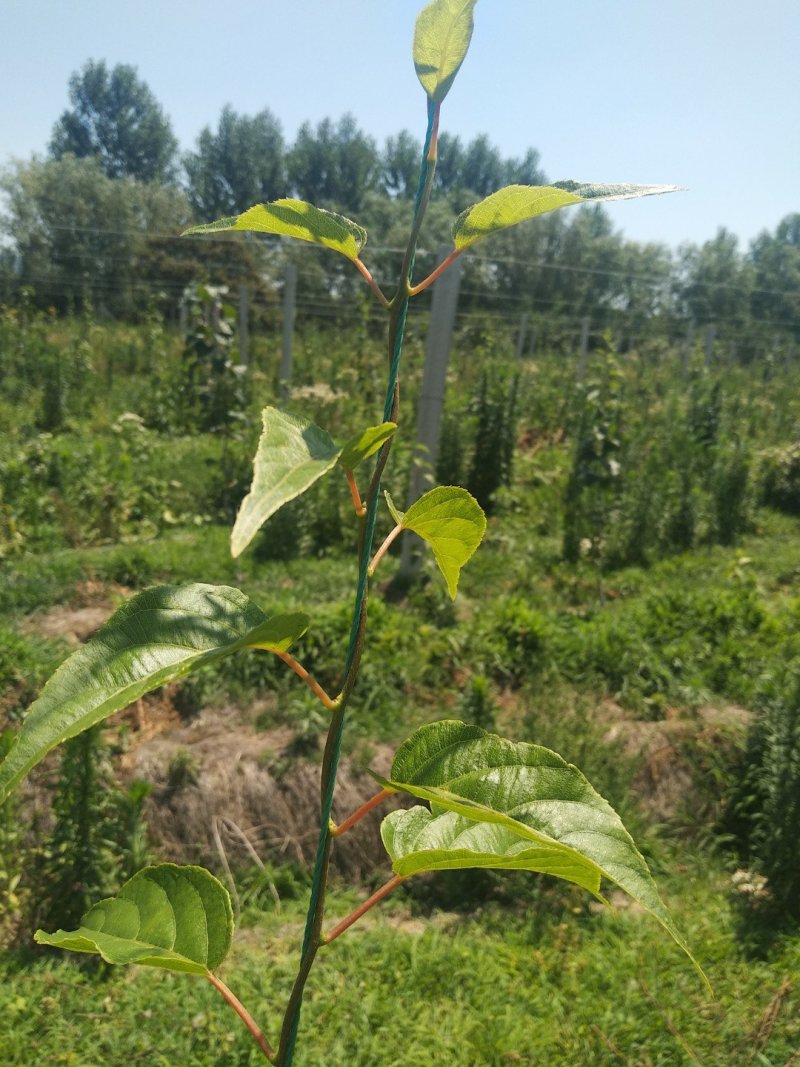 软枣苗三年四年苗明年可挂果