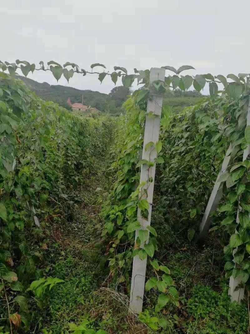 软枣苗三年四年苗明年可挂果
