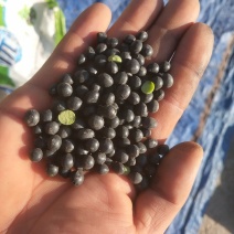 黑豆绿心，量大