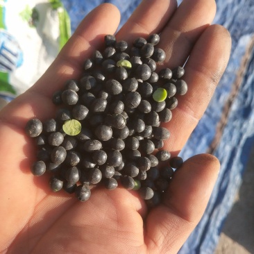 黑豆绿心，量大