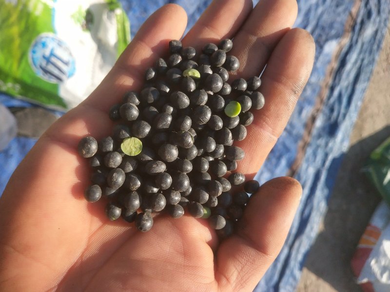 黑豆绿心，量大