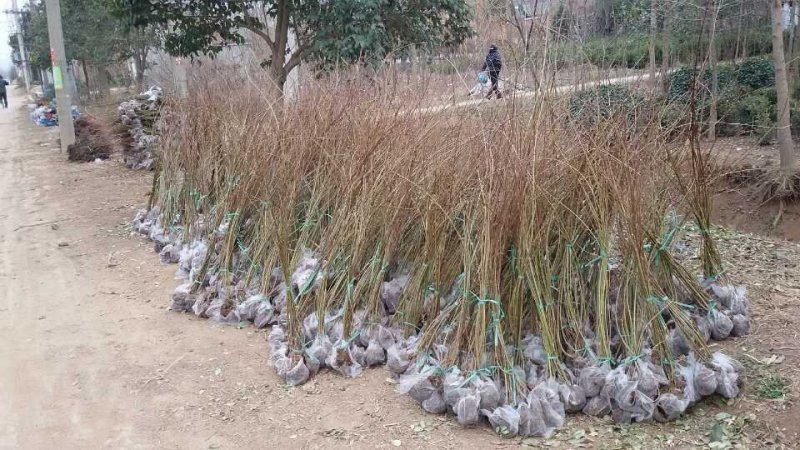 连翘工程苗1000万棵供应