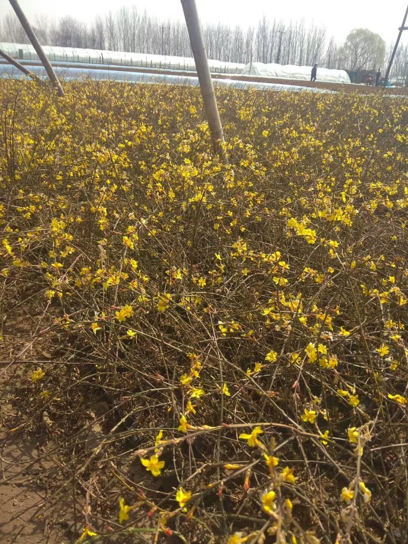 连翘工程苗1000万棵供应