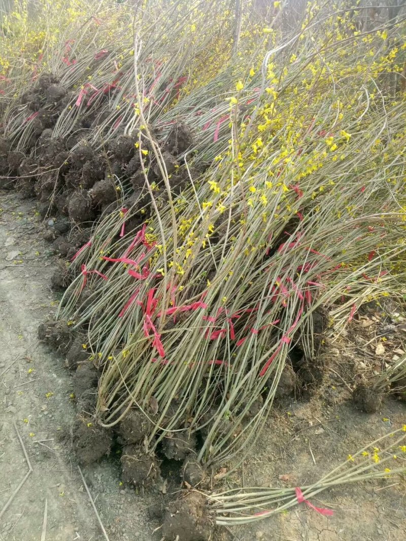 连翘工程苗1000万棵供应