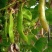 精品大白云豆