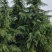 5米雪松，70土球，冠幅2---3米