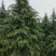 5米雪松，70土球，冠幅2---3米