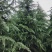5米雪松，70土球，冠幅2---3米
