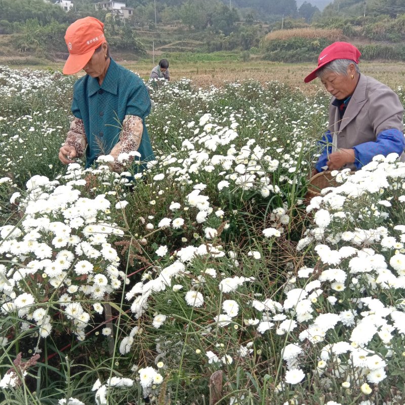 【菊花】绩溪菊花安徽产地直发质量保证货源充足欢迎订购