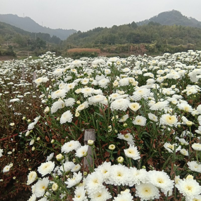 【菊花】绩溪菊花安徽产地直发质量保证货源充足欢迎订购