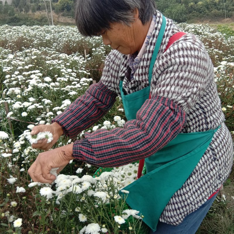 【菊花】绩溪菊花安徽产地直发质量保证货源充足欢迎订购