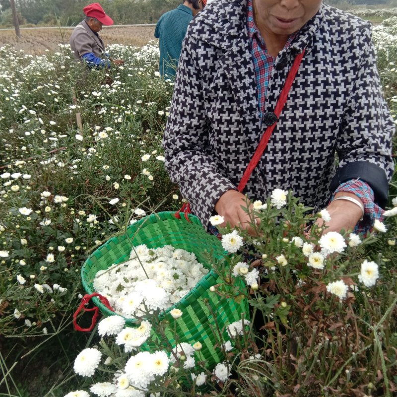 【菊花】绩溪菊花安徽产地直发质量保证货源充足欢迎订购