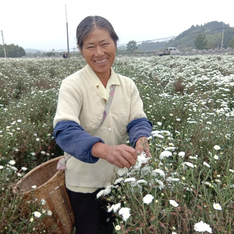 【菊花】绩溪菊花安徽产地直发质量保证货源充足欢迎订购