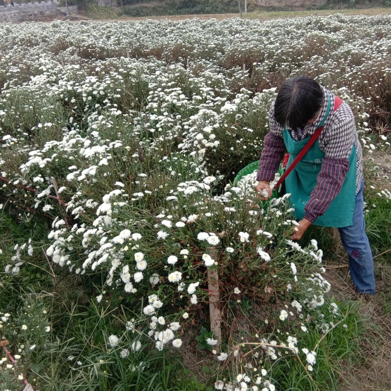 【菊花】绩溪菊花安徽产地直发质量保证货源充足欢迎订购