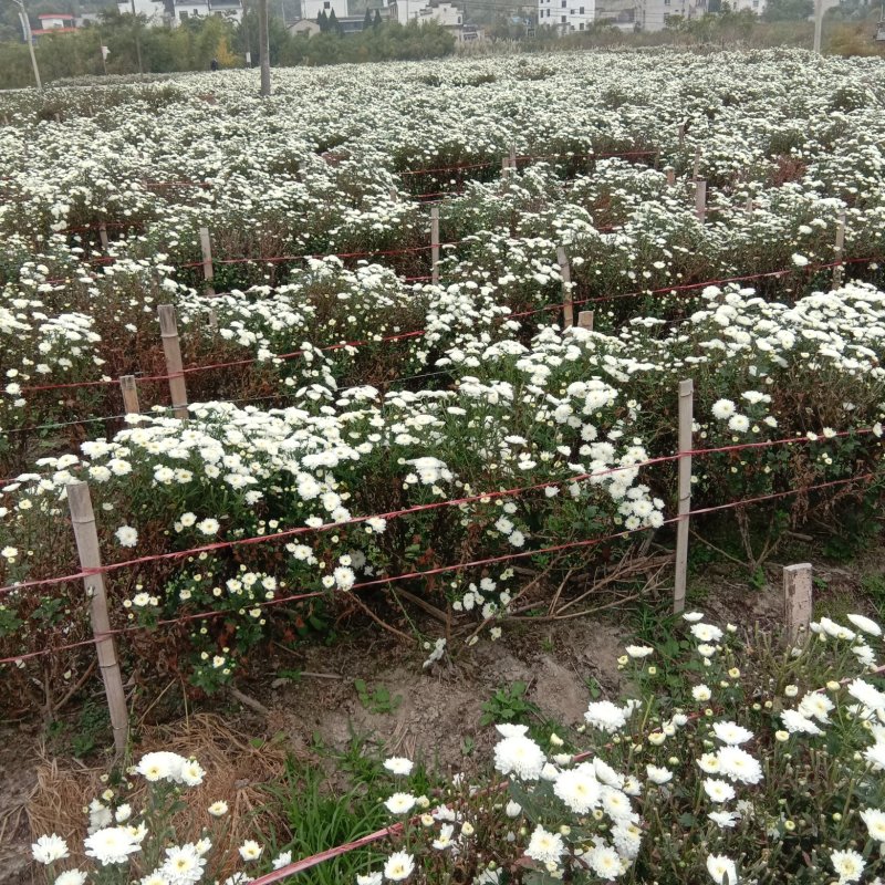 【菊花】绩溪菊花安徽产地直发质量保证货源充足欢迎订购