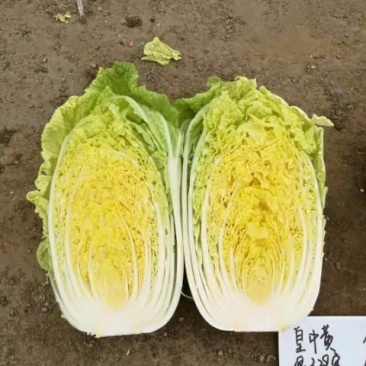 黄心白菜韩国黄心菜北京三号辽宁产区直发